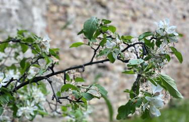 Zehuus Gartenstudio mit Terrasse - Photo 32