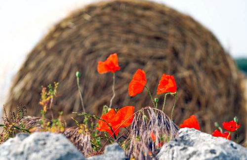 Masseria Ciavea - Foto 84