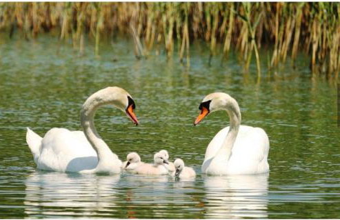 Apartment Iva - Foto 26