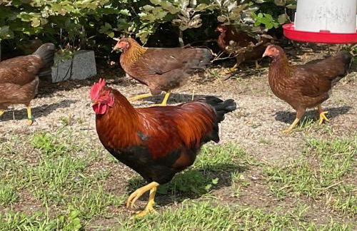 Ferienwohnung Carla Rohls - Photo 14