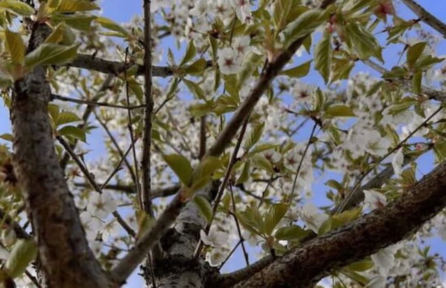 Pavilion 6 People With Storage Space - Photo 7