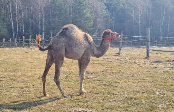 Pensjonat Przy Stajni - Foto 18