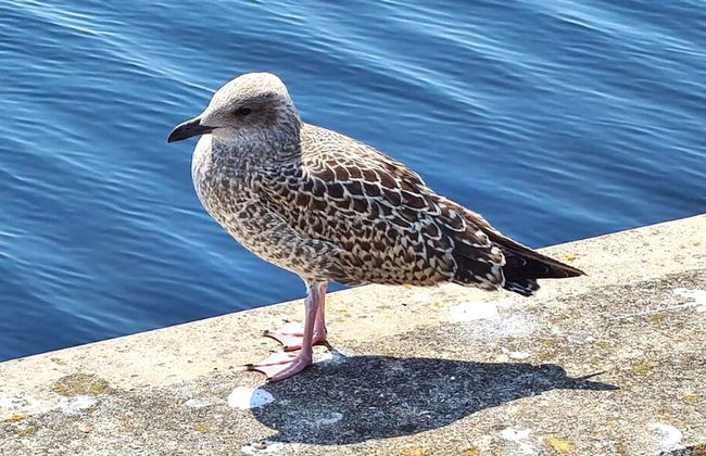 Stylish Apartment With Balcony - Foto 15