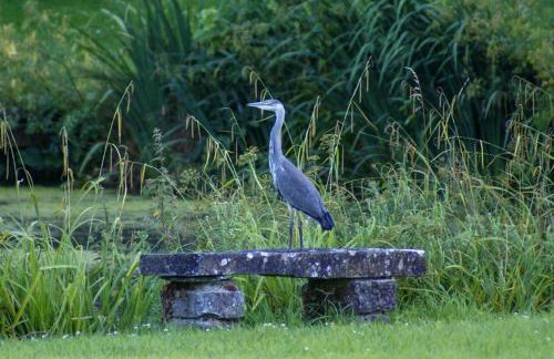 The Quackery - Foto 34