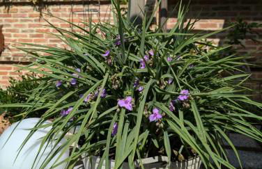 Cà Nostra B&B Home Restaurant - Photo 64