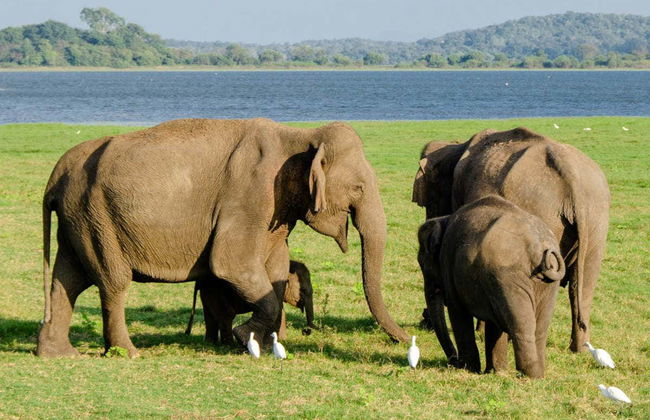Safari privato al Parco Nazionale di Kaudulla - Foto 2