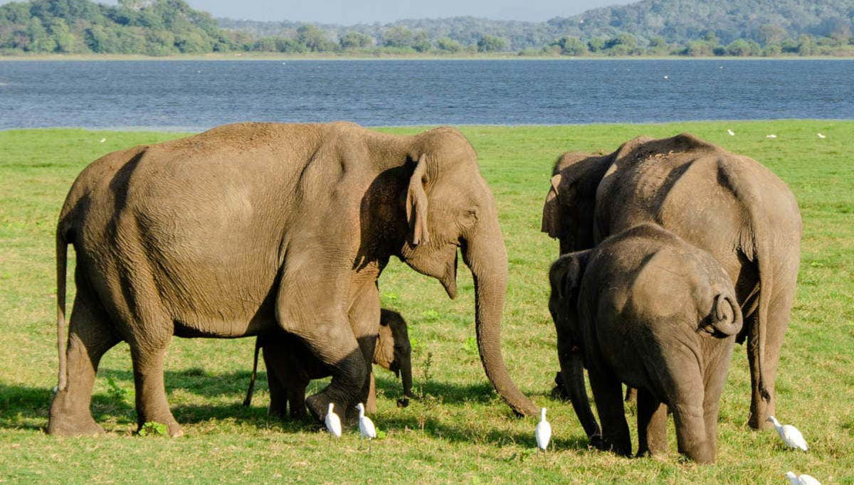 Kaudulla National Park Private Safari - Foto 2