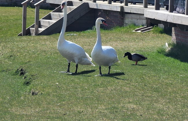 Luxury 2-bed Lodge in Routh, Hottub & Pet Friendly - Foto 32