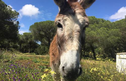 Dehesa de las Yeguas casa en finca privada con piscina y playa - Foto 31