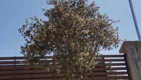 CASA QUERCU - Foto 5