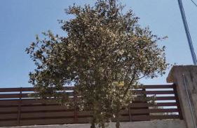 CASA QUERCU - Foto 5