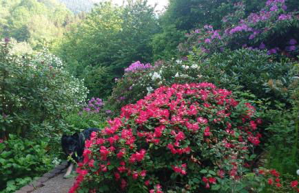 Natur und Panorama am Highwalk Wildgehege Wanderwege und Ruhe - Photo 26