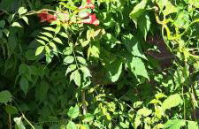 Dom Gościnny Zarembianka - Foto 40