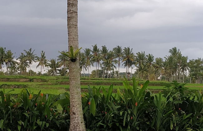 Anggira Villa Ubud - Photo 53