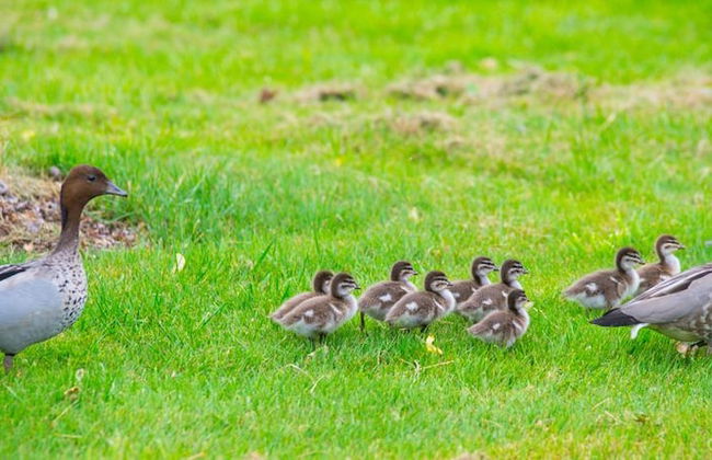Beechworth Cedar Cottages - Foto 19