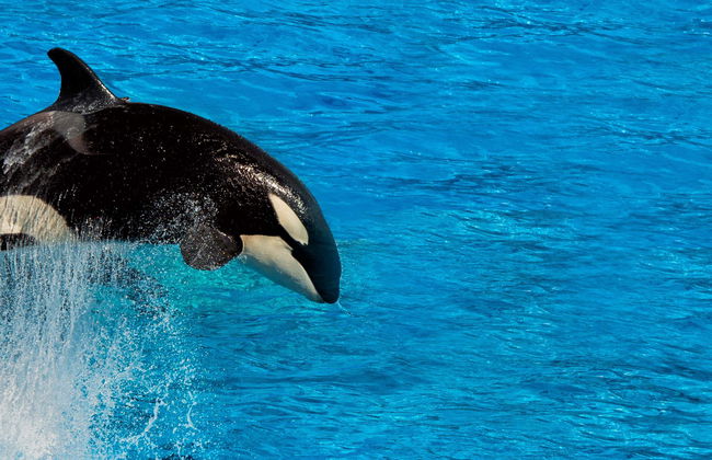 Whale Watching in Victoria - Foto 8