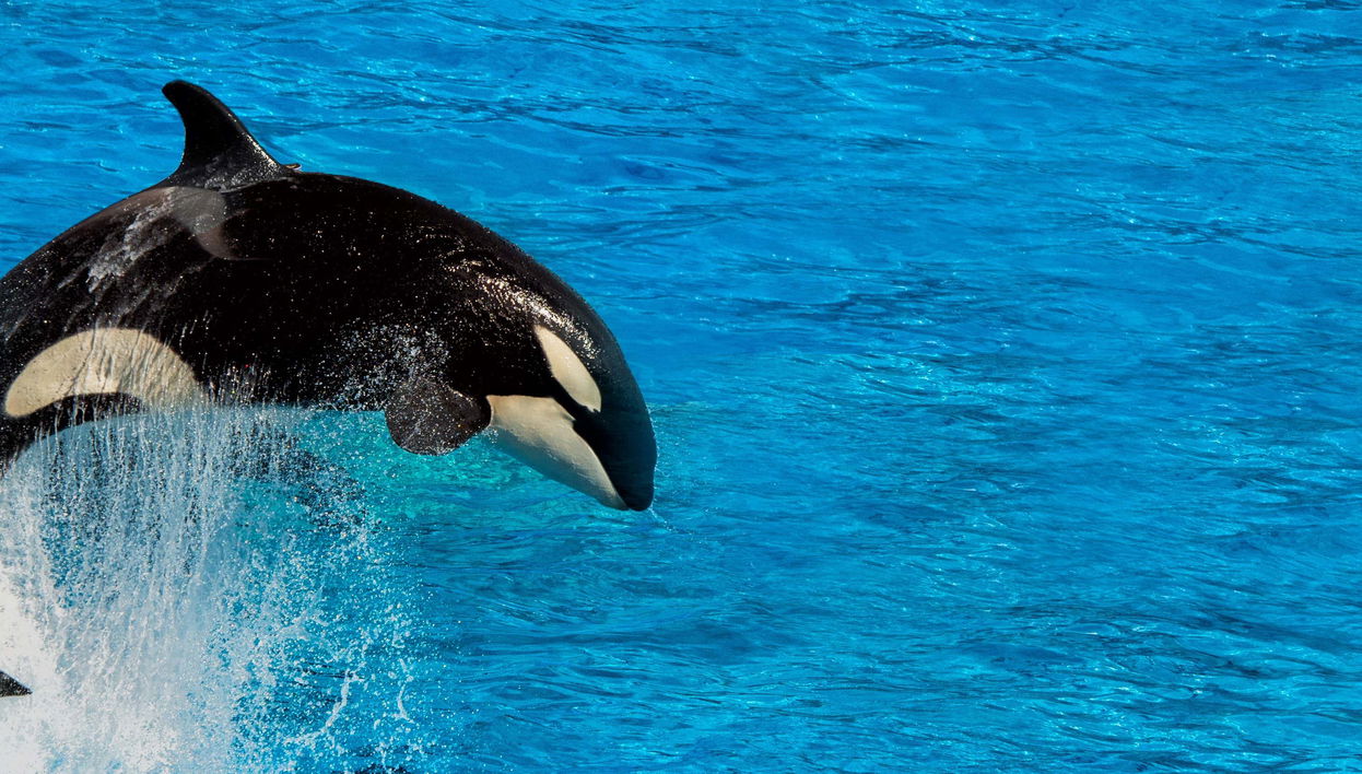 Whale Watching in Victoria