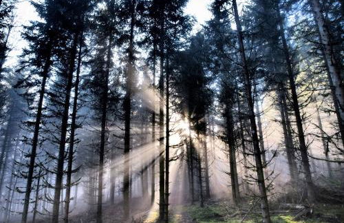 Biber Lodge - Foto 18