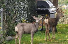 Mountain View Lodging Cody - Foto 22