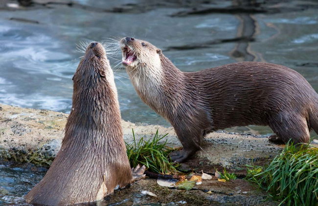 Ranua Wildlife Park Trip - Foto 1