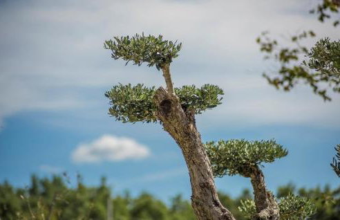 Villa Gardenia with pool - Foto 23