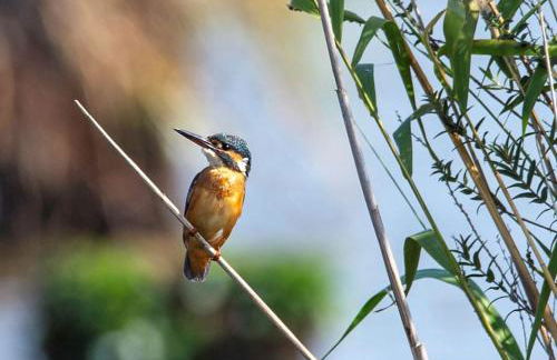 THE LAKE HOUSE: a delightful and peaceful retreat. - Foto 26