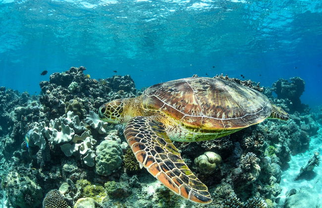 Villa Beach Palm Cove - Photo 72