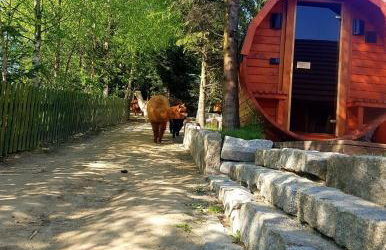 Alpakowy raj - Foto 22