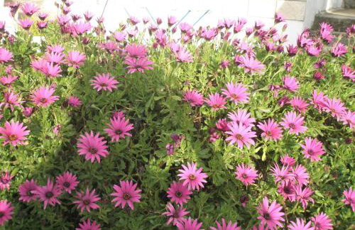 Apartments Baric - Foto 19