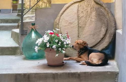 Apartment Azzurro by Interhome - Foto 7