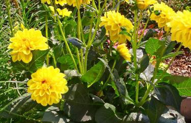 Haus Eschenberg - Foto 21