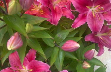 les Albatros - Foto 19