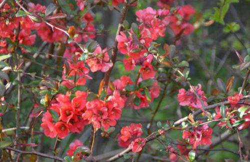 Ferienwohnung Uckermarkblick - Foto 11
