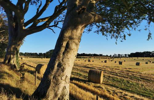 Doughery Den The Dark Hedges Hideaway - Foto 58