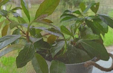 The House in the Mulberries Trees - Photo 23