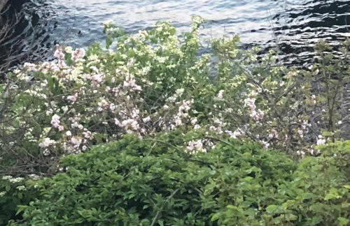 3 bed Lake Sammamish Waterfront + Peloton Bike - Foto 54