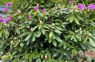 Königshof Monschau - Foto 39