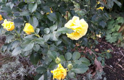 Ferienwohnungen Rump - Foto 17