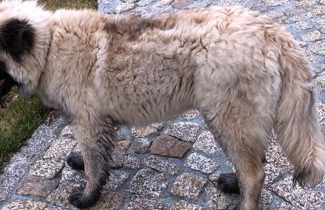 Moinho da Lapa - Foto 25