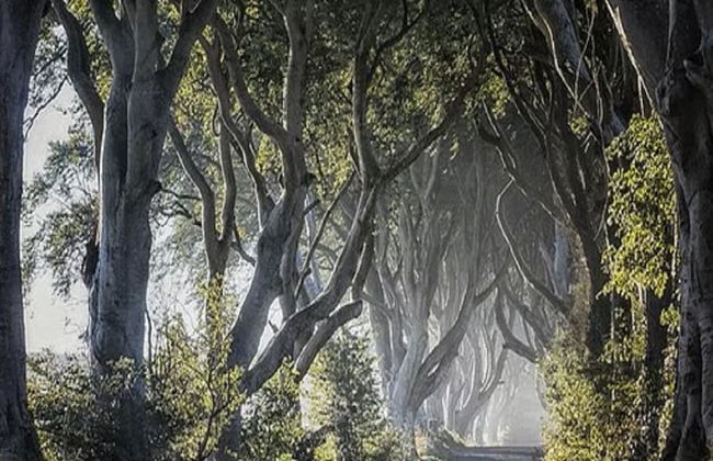 Giants Causeway, Dark Hedges and Titanic Distillers Whiskey Tasting - Photo 7