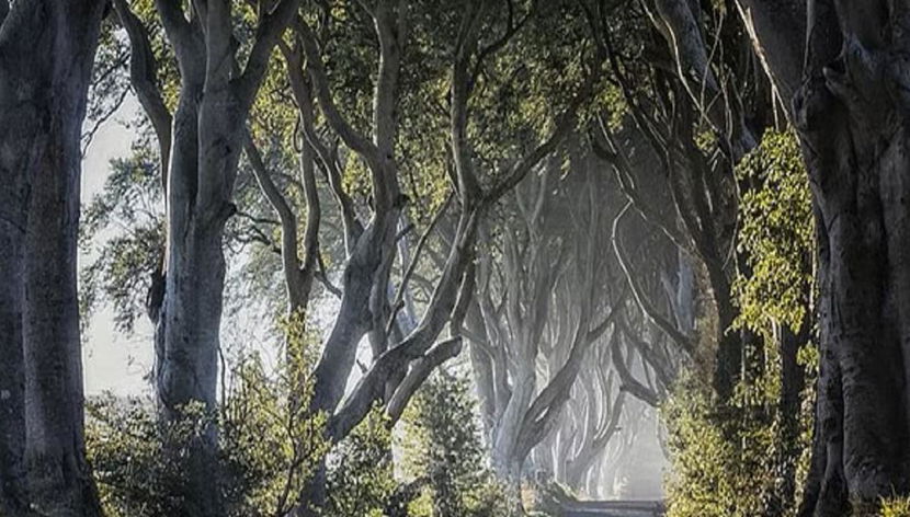 Giant's Causeway, Dark Hedges und Titanic Distillers Whisky-Verkostung - Foto 2