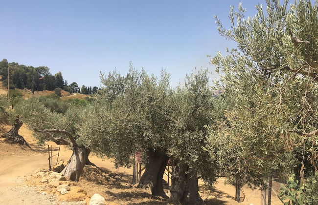 Dea Degli Ulivi House - Photo 69