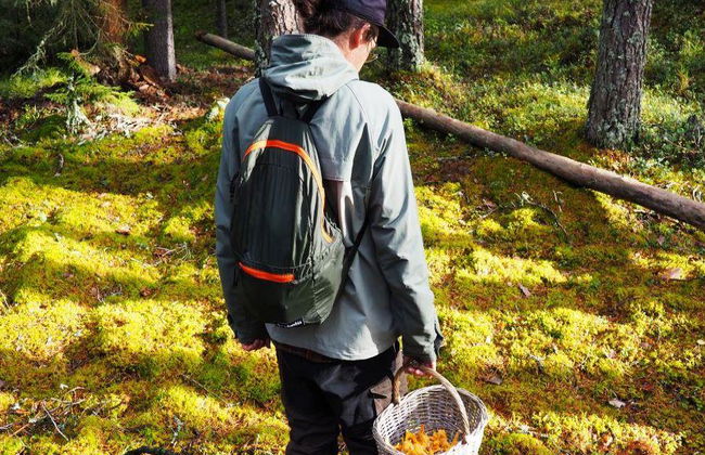 Mushroom Hunting Tour - Photo 5