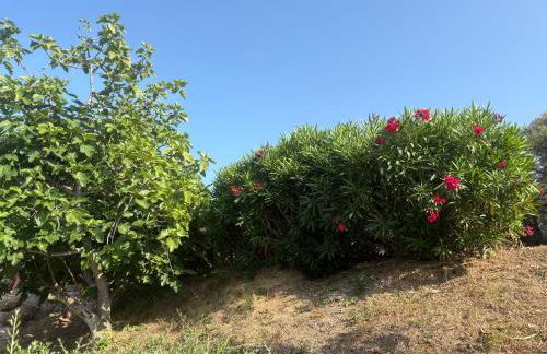 Entre mer et maquis- maison avec piscine privée - 8 minutes plage tizzano - Foto 28