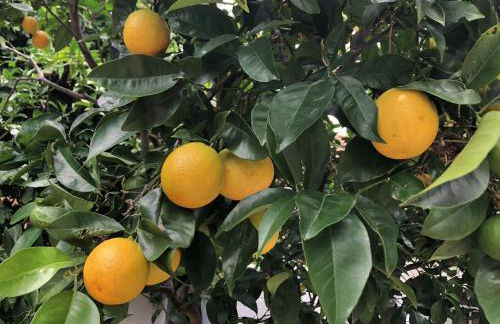 Sunny Gardens A Classic La Jolla Beach Home Close to Wind n Sea Beach - Foto 30