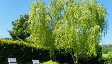 Bärenhof - Foto 2, sunbed, Garden view