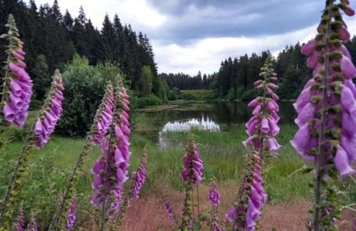 Familienglück Lautenthal - Foto 32