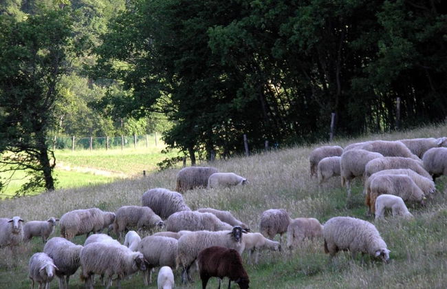 Agriturismo Orsaiola - Foto 41