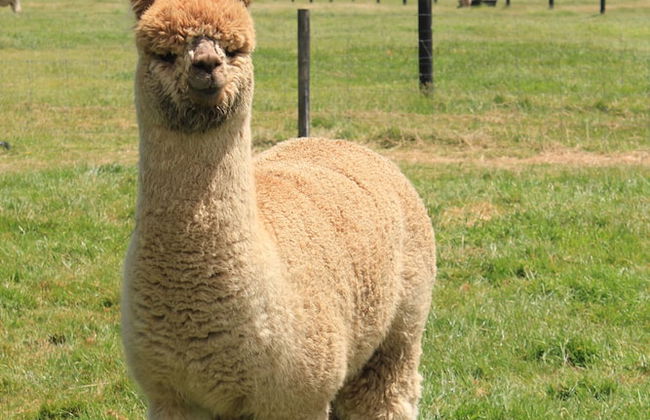 Silverstream Alpaca Farmstay and Tour - Foto 24