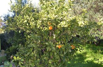 Rumpis Traditional House - Foto 25